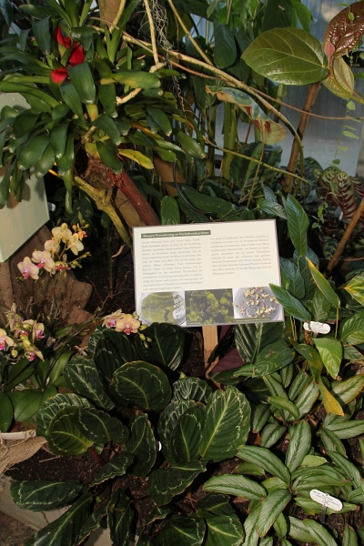 Phalaenopsis   073.jpg